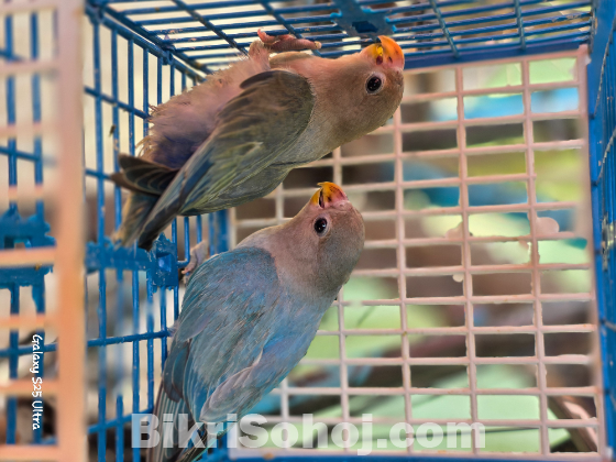 Lovebird baby 2 pisc